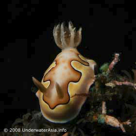 Nudibranch